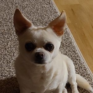 Meet your Posher, Cheryl